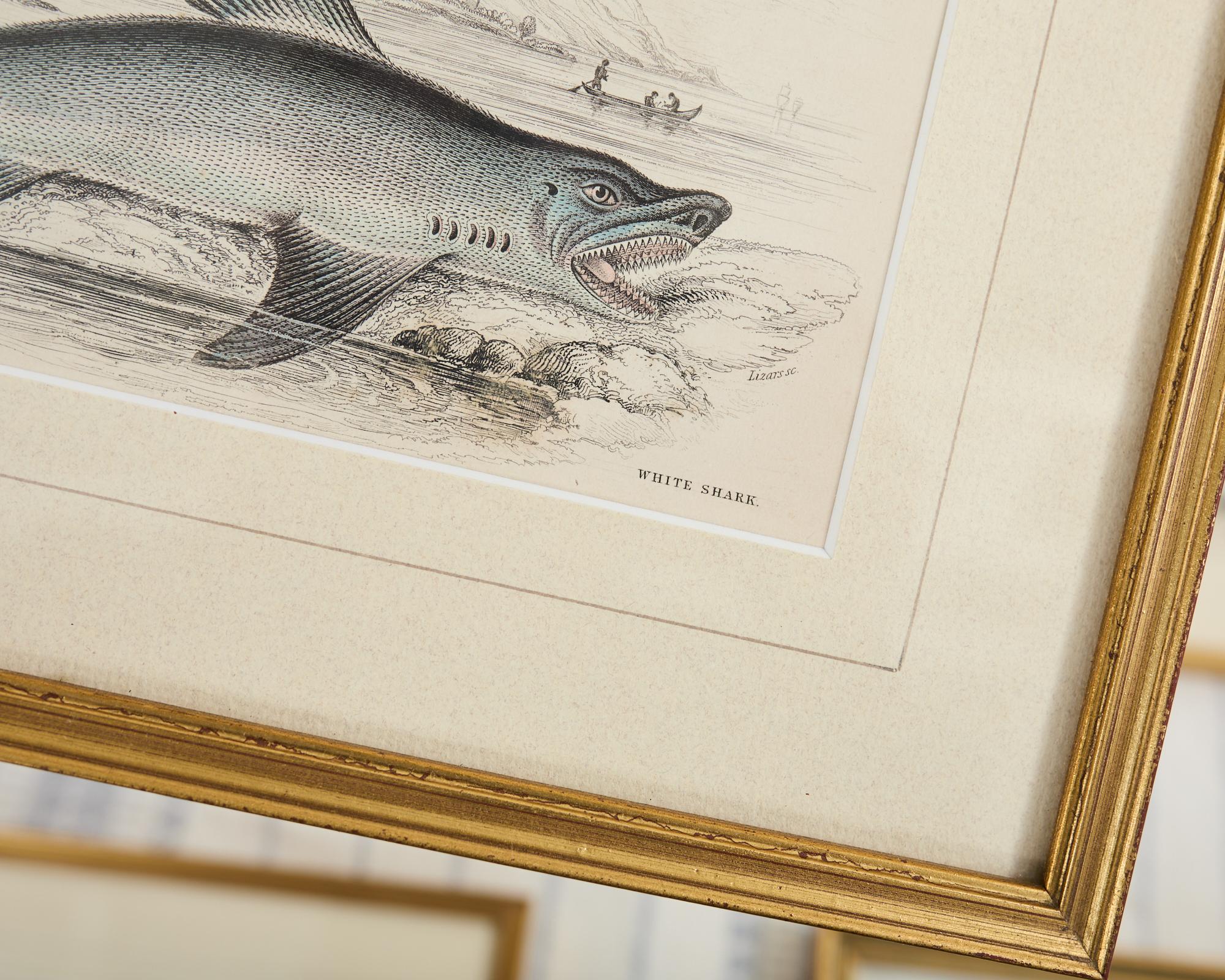 Set of Six 19th Century Hand-Colored Marine Biology Prints For Sale 9