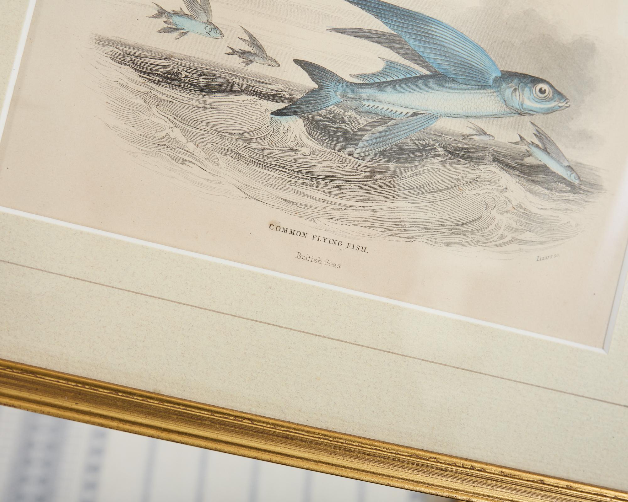 Ensemble de six estampes de biologie marine colorées à la main du 19e siècle en vente 10