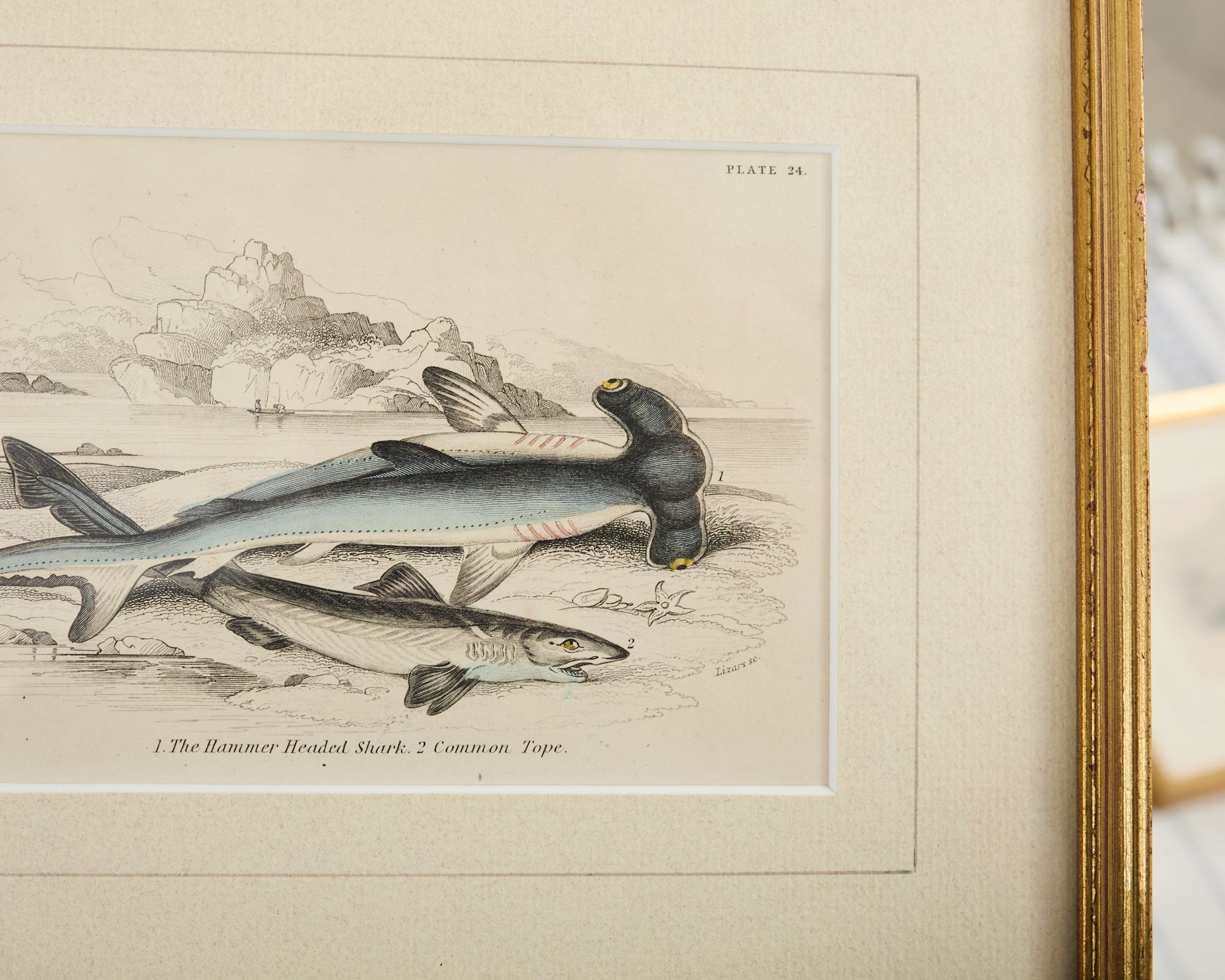 Ensemble de six estampes de biologie marine colorées à la main du 19e siècle en vente 11