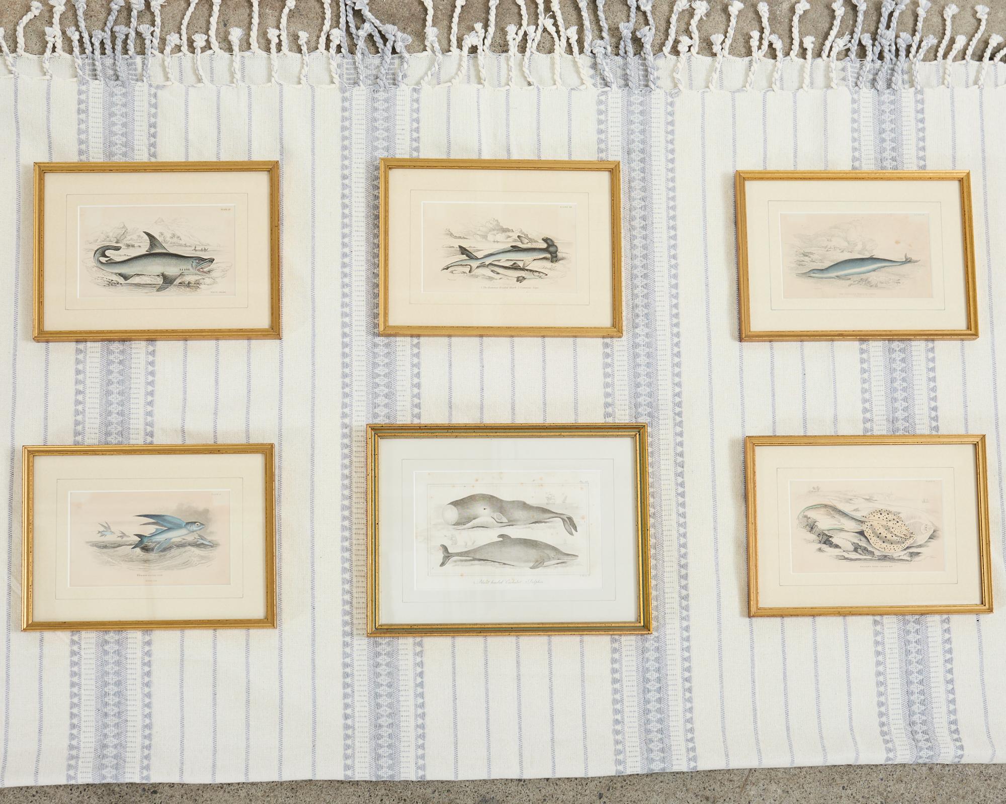 Victorien Ensemble de six estampes de biologie marine colorées à la main du 19e siècle en vente