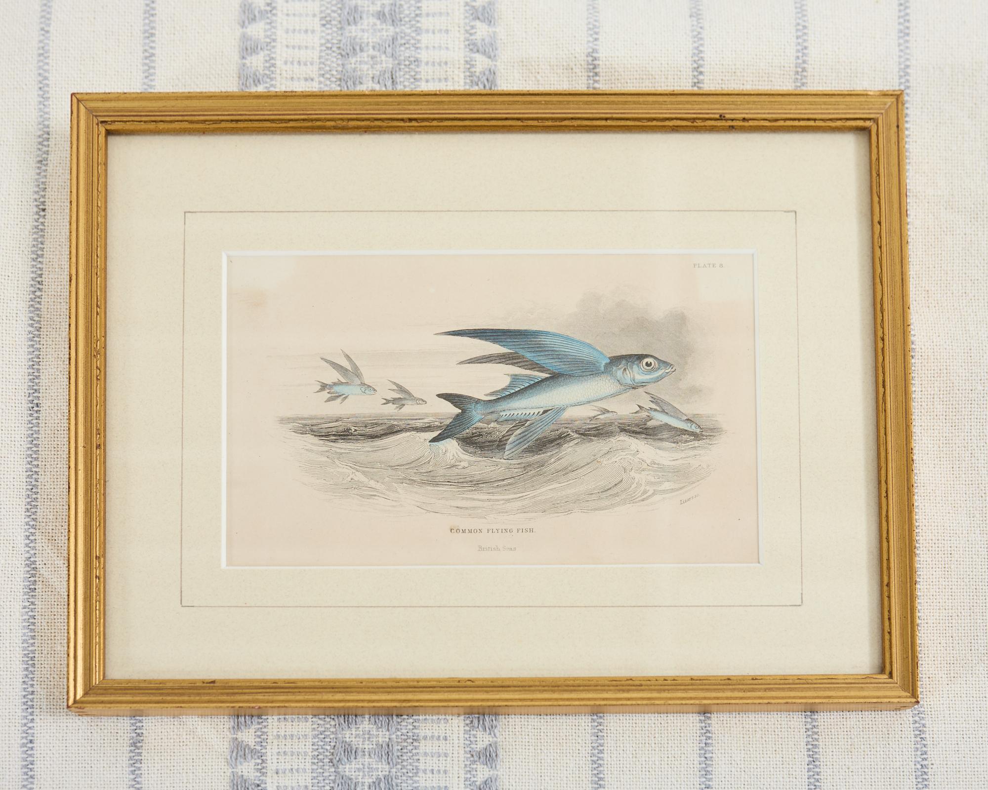 English Set of Six 19th Century Hand-Colored Marine Biology Prints For Sale