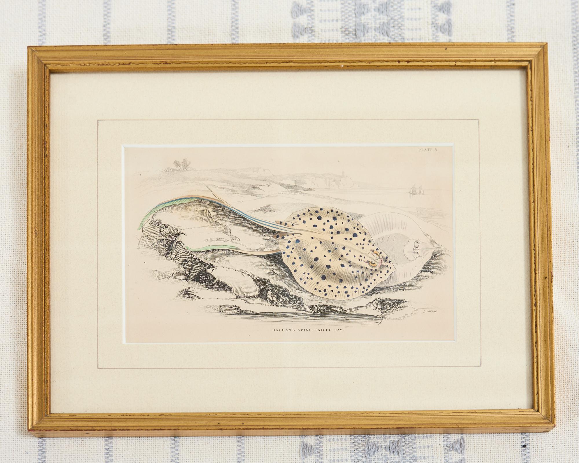 Set of Six 19th Century Hand-Colored Marine Biology Prints For Sale 1