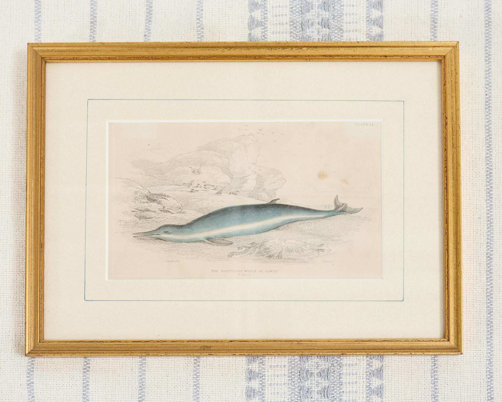 Set of Six 19th Century Hand-Colored Marine Biology Prints For Sale 2