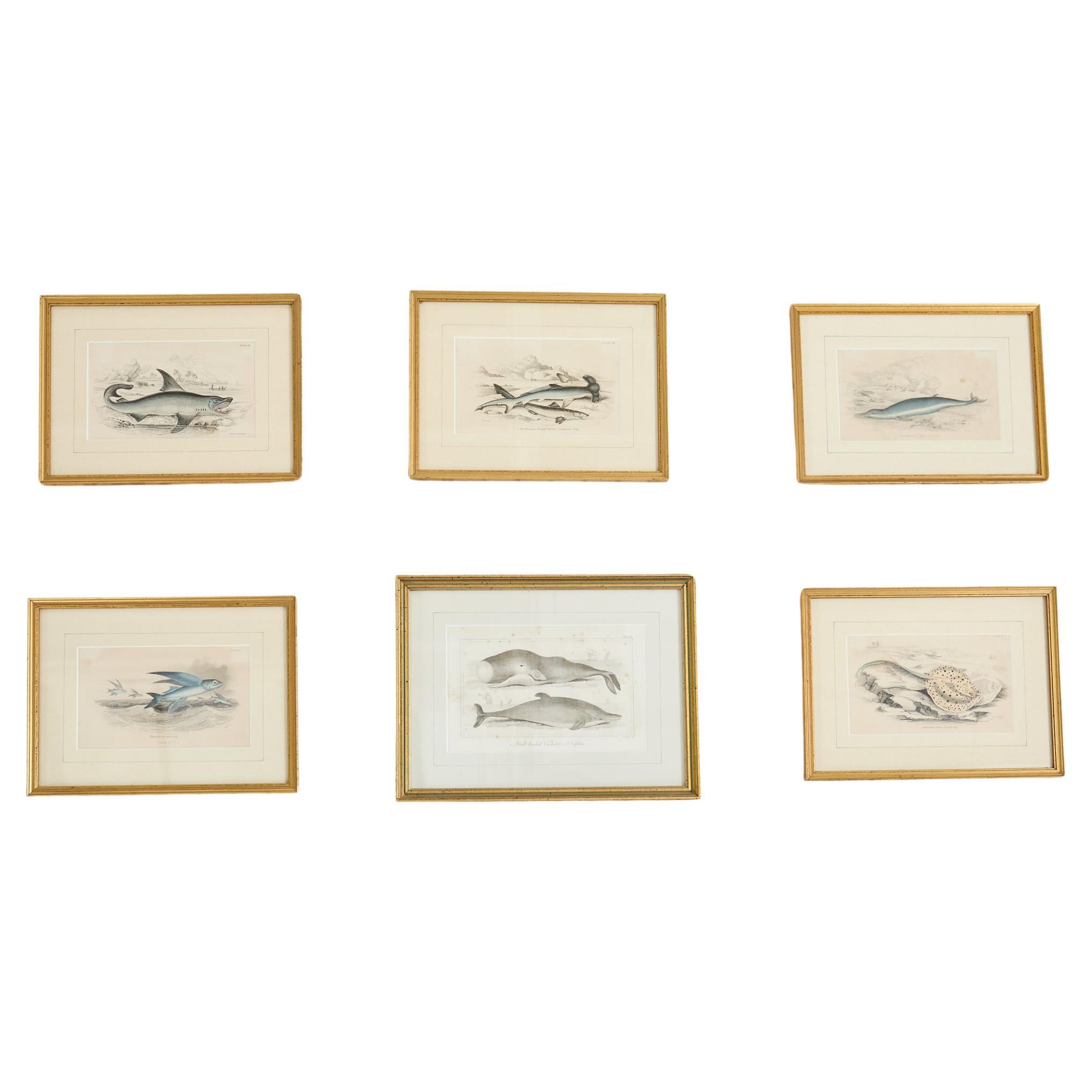 Set of Six 19th Century Hand-Colored Marine Biology Prints For Sale