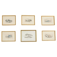 Antique Set of Six 19th Century Hand-Colored Marine Biology Prints