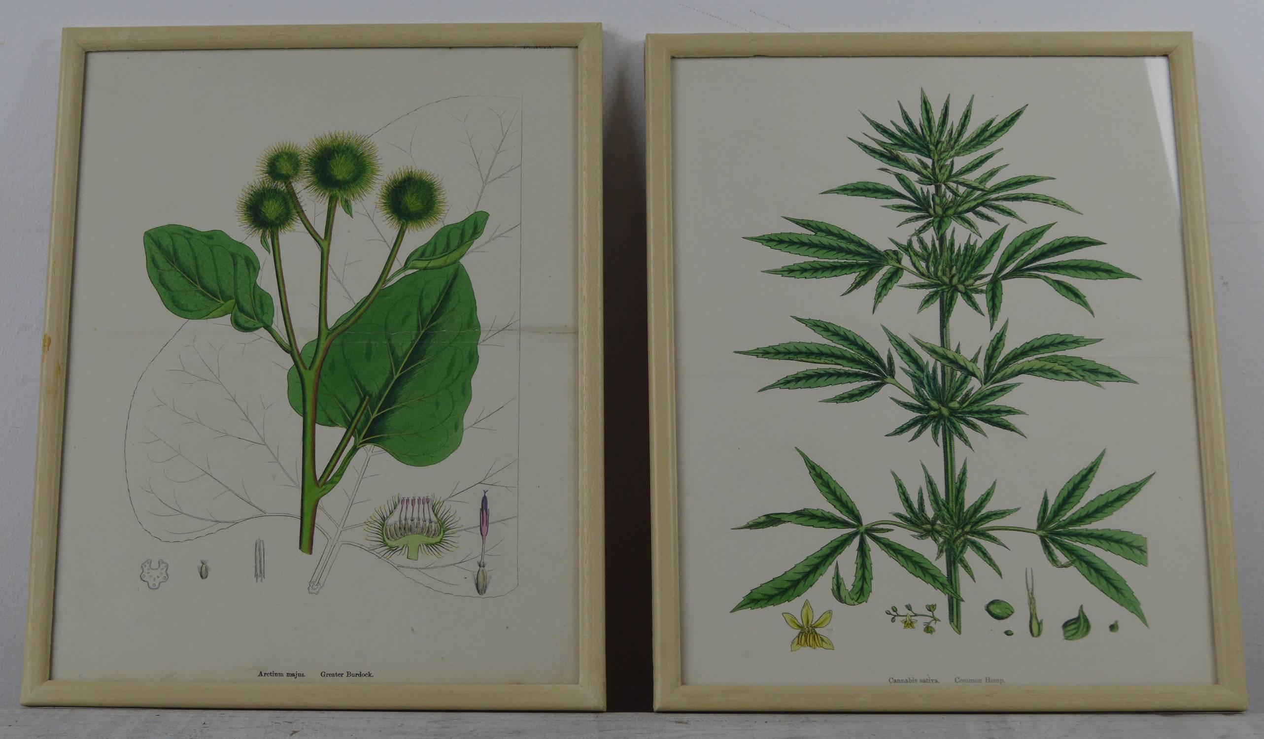 Six beautiful botanical studies using amazing colors.

Originally drawn by the celebrated botanist, Hooker working in the 18th century.

Stone lithographs with original color.

Presented in faux ivory painted wood frames.
 