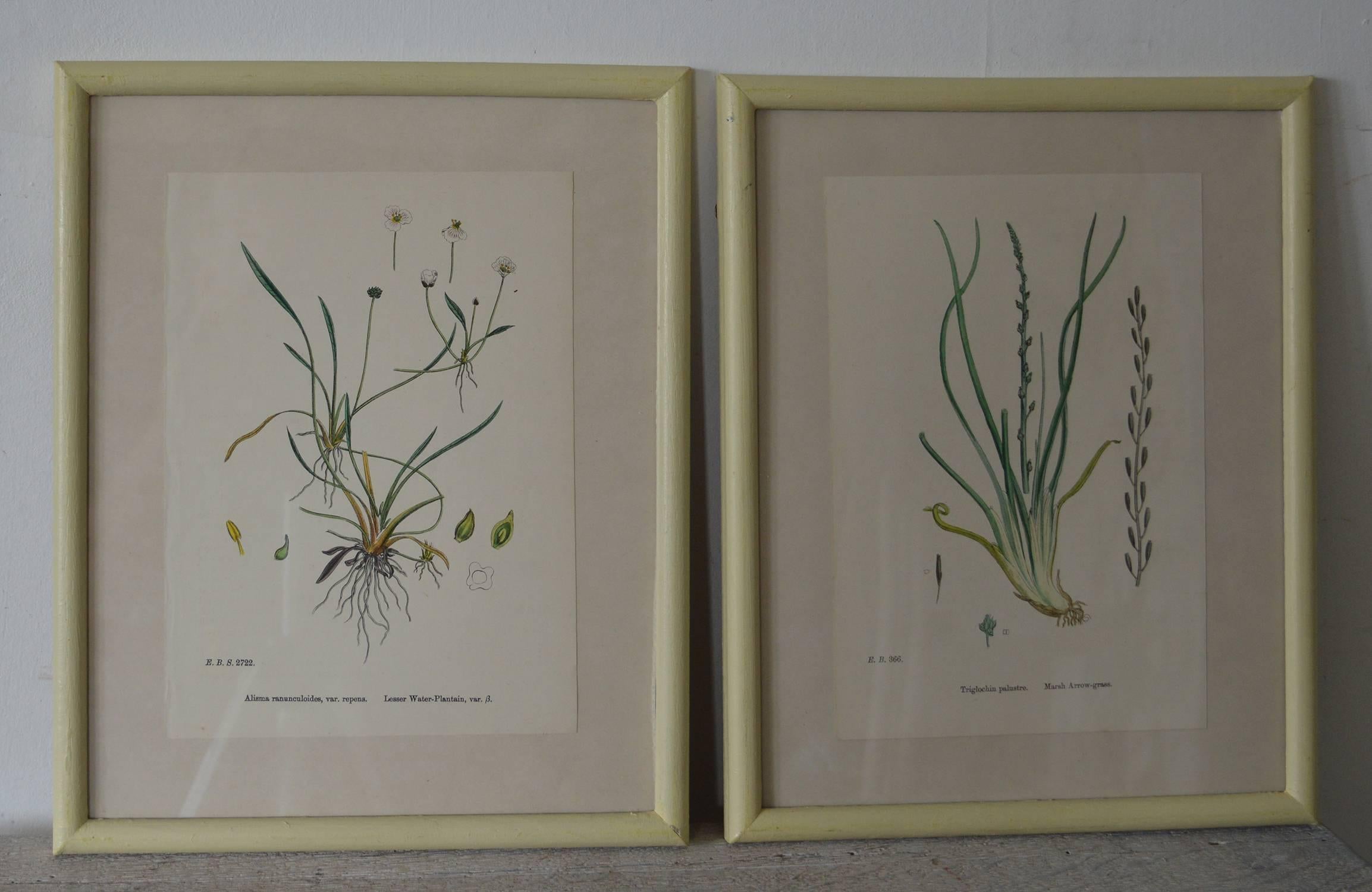 Six beautiful botanical studies with amazing colors.

Originally drawn by the celebrated botanist, Joseph Hooker working in the early 19th century. (Kew Gardens, London)

Stone lithographs with original color.

Presented in faux ivory painted wood