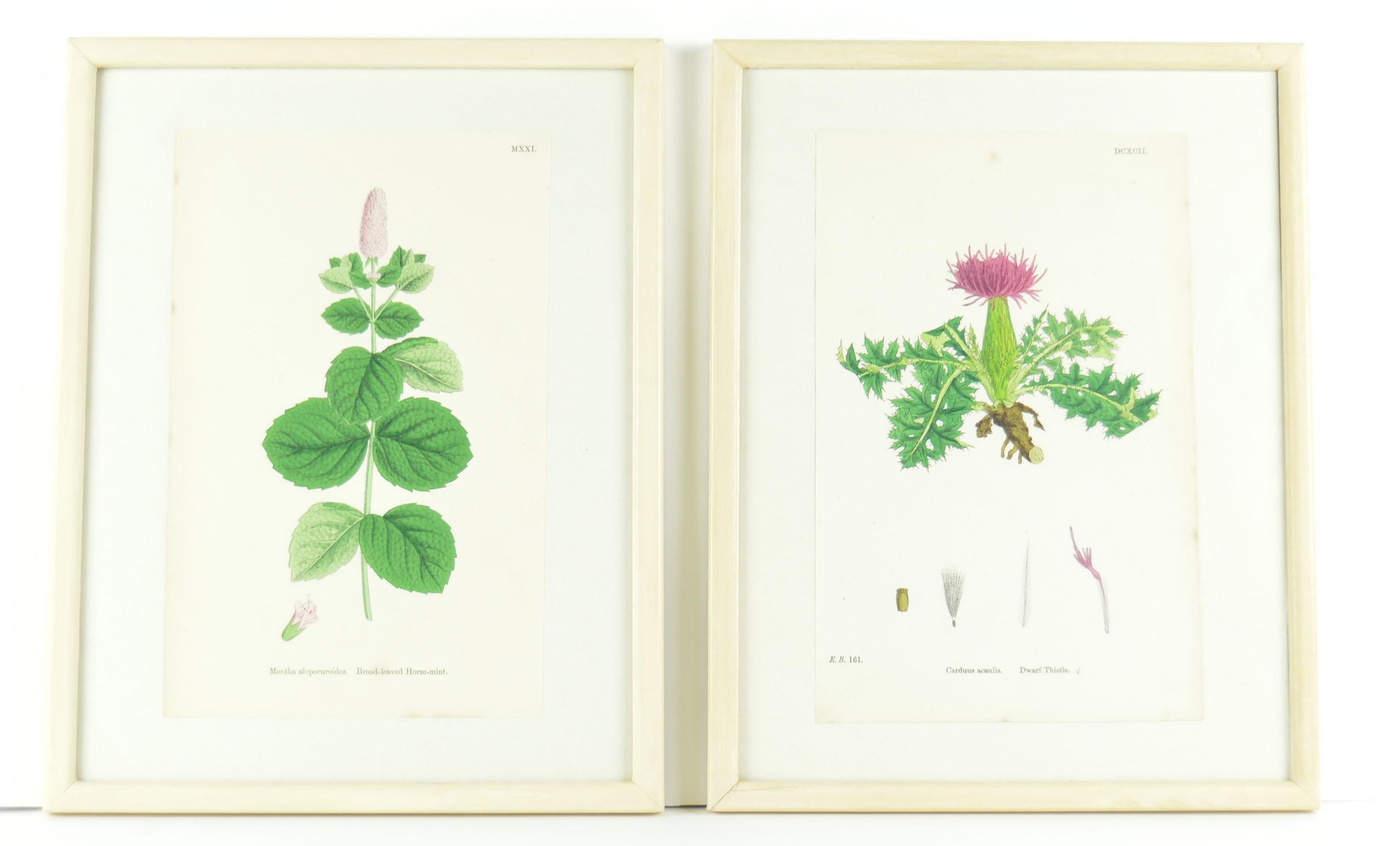 Six beautiful botanical studies with amazing colors.

Originally drawn by the celebrated botanist, Joseph Hooker working in the early 19th century. (Kew Gardens, London)

Stone lithographs with original color.

Presented in faux ivory painted