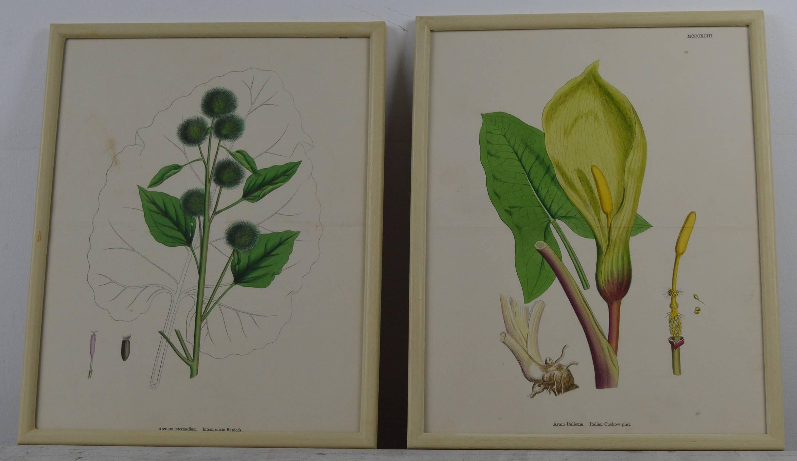 Folk Art Set of Six Antique Botanical Prints in Faux Ivory Frames