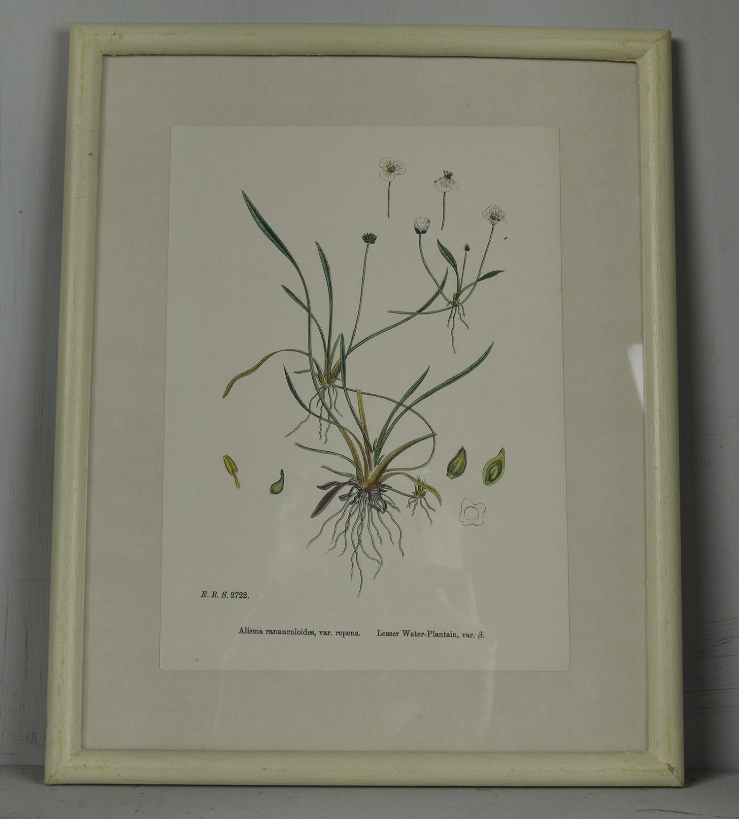 Folk Art Set of Six Antique Botanical Prints in Faux Ivory Frames