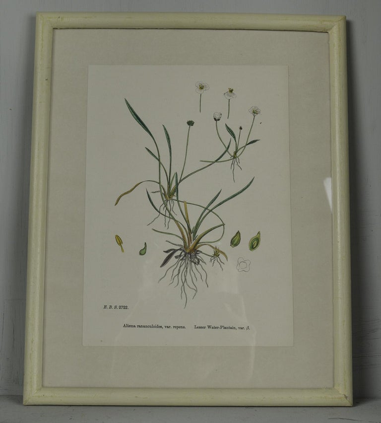 Set of Six Antique Botanical Prints in Faux Ivory Frames For Sale at
