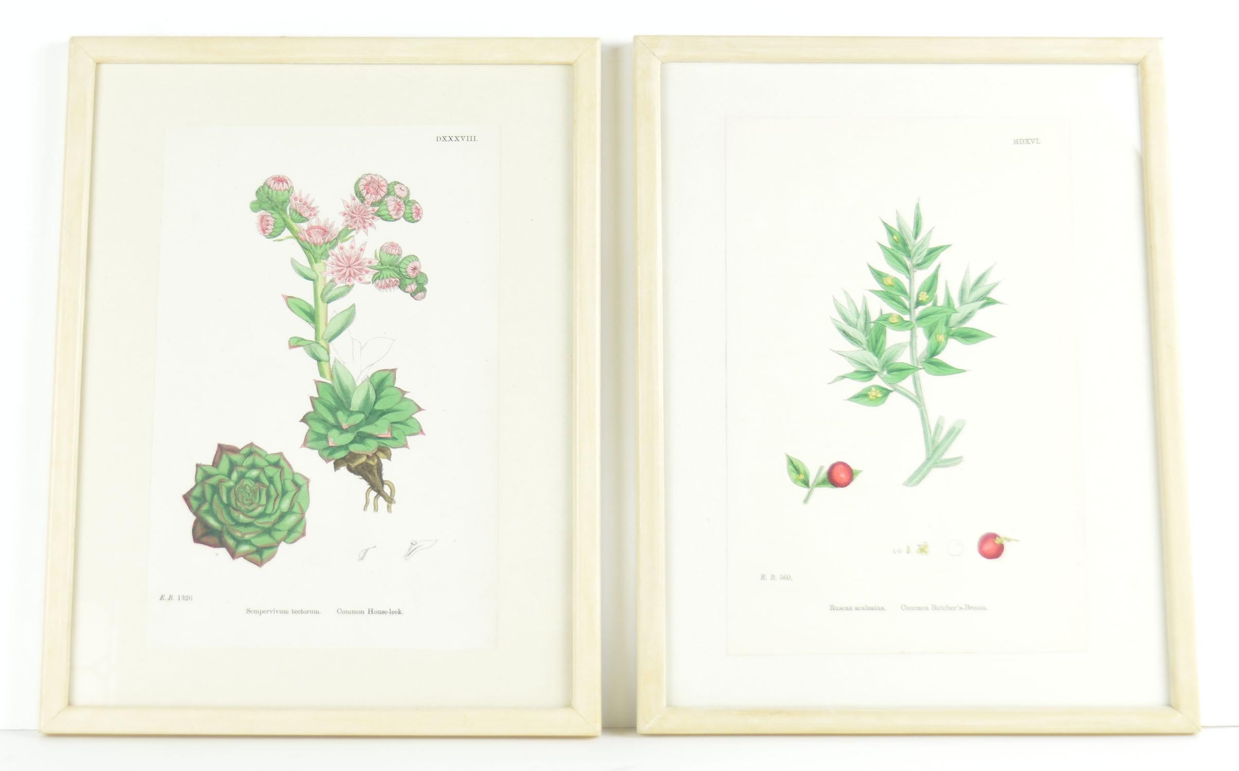 Folk Art Set of Six Antique Botanical Prints in Faux Ivory Frames