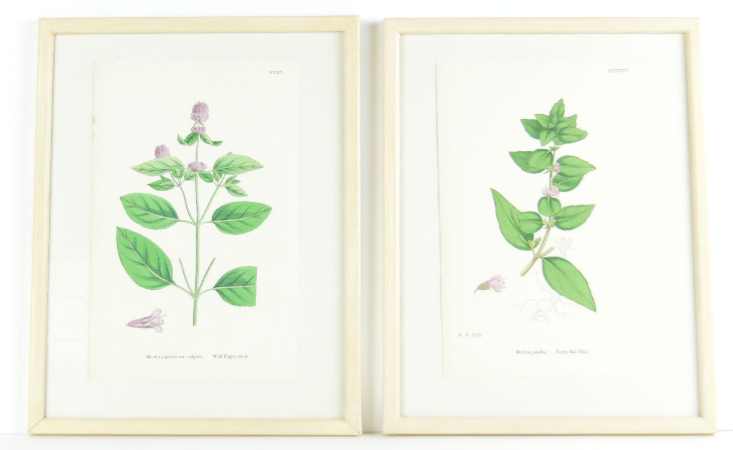 English Set of Six Antique Botanical Prints in Faux Ivory Frames