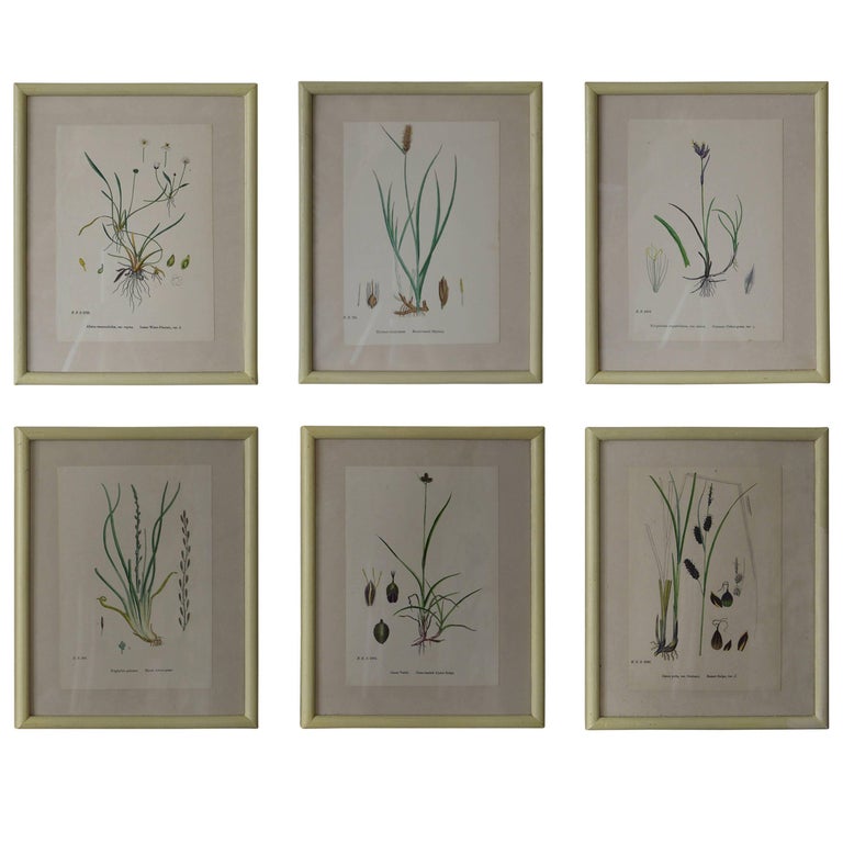 Set of Six Antique Botanical Prints in Faux Ivory Frames For Sale at