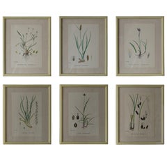 Set of Six Antique Botanical Prints in Faux Ivory Frames