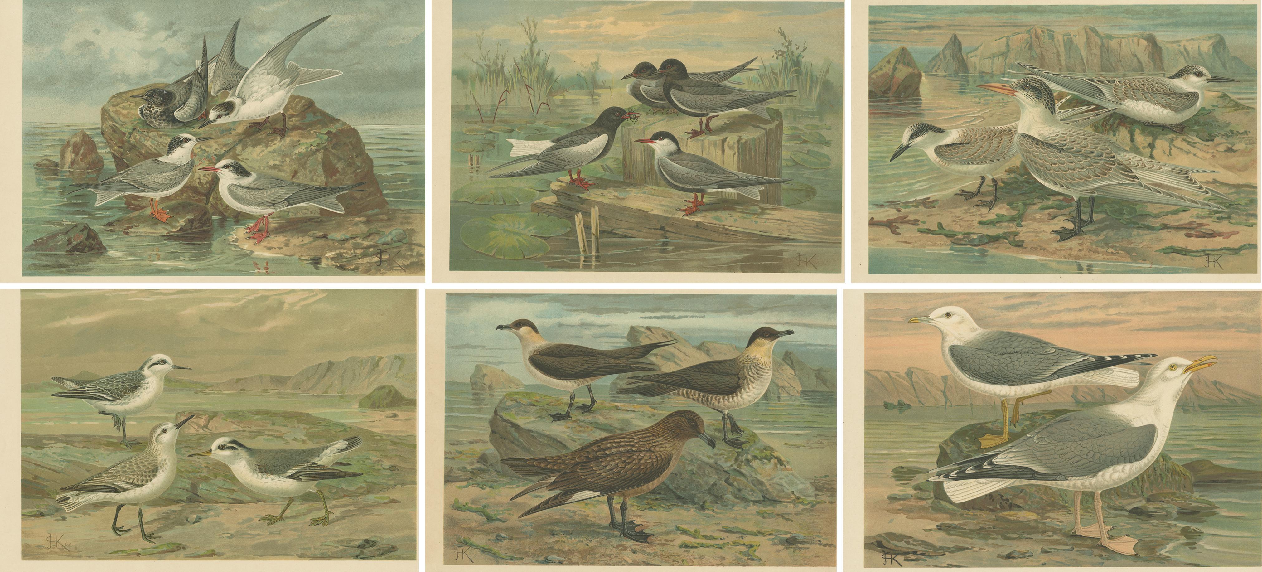 Chromolithographies anciennes d'oiseaux de mer - goélands, sternes et labbes, c.1890

Un bel ensemble de six chromolithographies anciennes (non encadrées !) illustrant des oiseaux de mer dans leurs habitats côtiers naturels. La série comprend