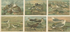 Set of Six Antique Chromolithographs of Seabirds – Gulls, Terns & Skuas, c.1890