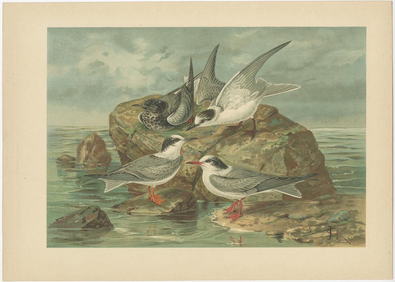 Allemand Ensemble de six chromolithographies anciennes d'oiseaux de mer - mouettes, sternes et skuas, c.1890 en vente
