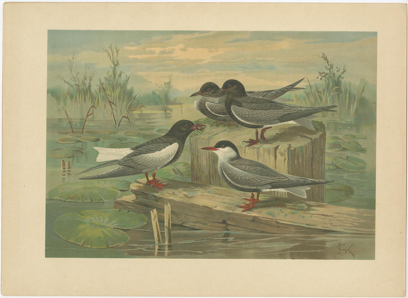 Ensemble de six chromolithographies anciennes d'oiseaux de mer - mouettes, sternes et skuas, c.1890 Bon état - En vente à Langweer, NL