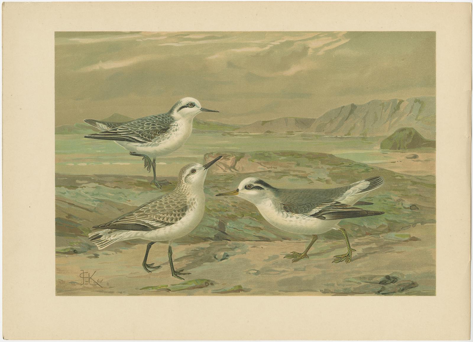 Papier Ensemble de six chromolithographies anciennes d'oiseaux de mer - mouettes, sternes et skuas, c.1890 en vente