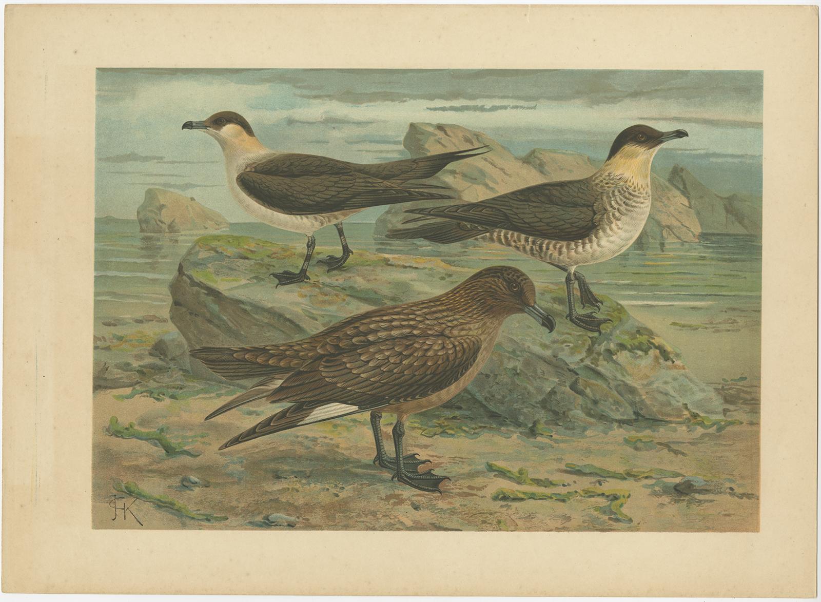 Ensemble de six chromolithographies anciennes d'oiseaux de mer - mouettes, sternes et skuas, c.1890 en vente 1