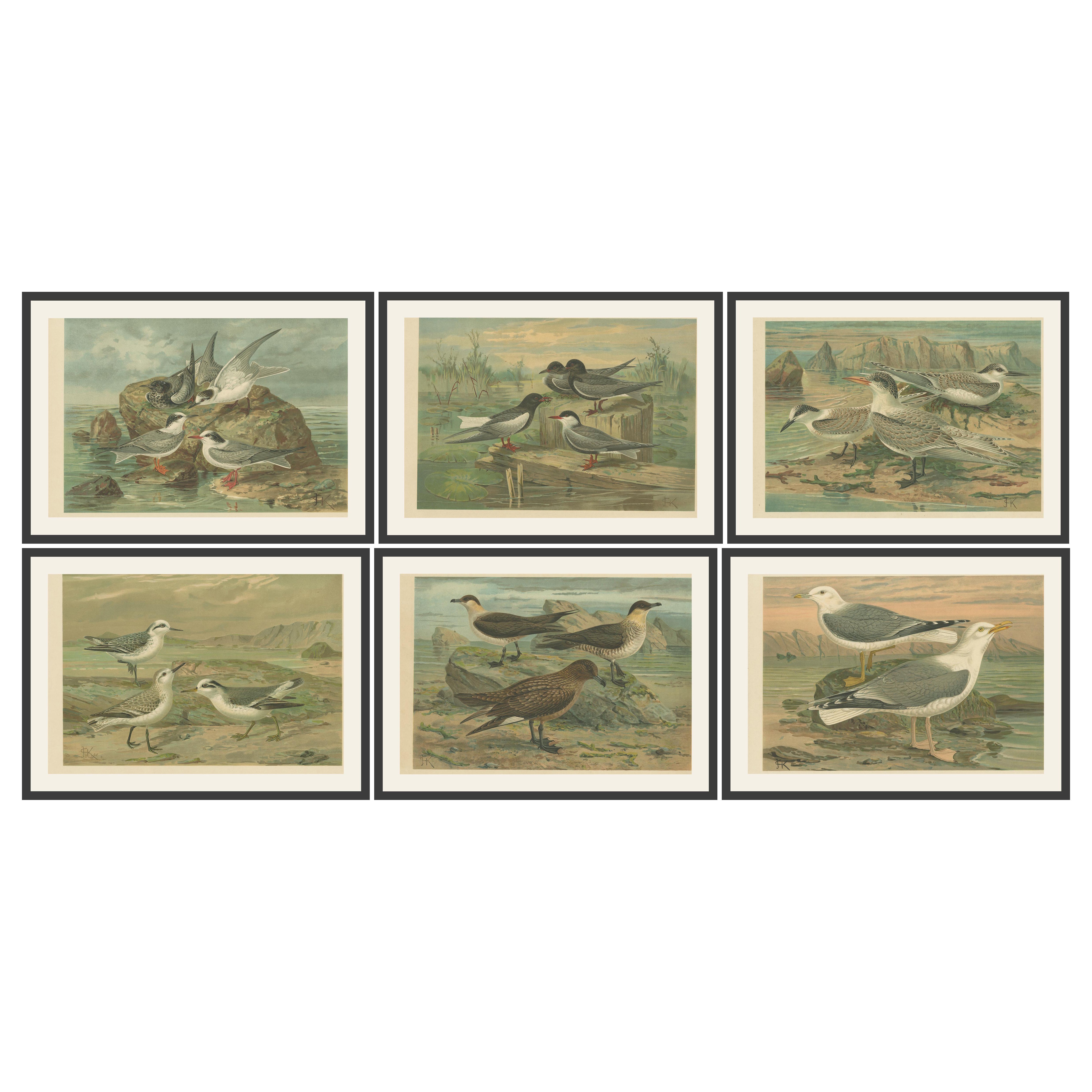 Ensemble de six chromolithographies anciennes d'oiseaux de mer - mouettes, sternes et skuas, c.1890