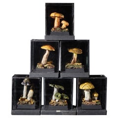 Set of Six Antique Plaster Botanical Models of Mushrooms in Individual Showcases