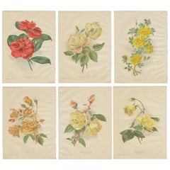 Set of Six Antique Prints Including Camellia and Various Rose Plants, 1895