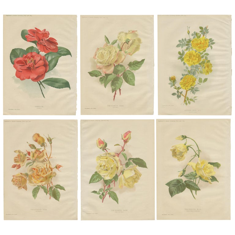 Set of Six Antique Prints Including Camellia and Various Rose Plants ...