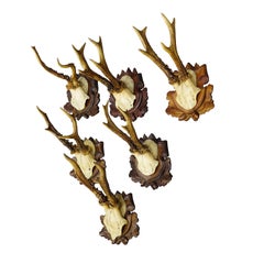 Satz von sechs antiken Rehwildtrophäen, Deutschland ca. 1890er / 1900er Jahre