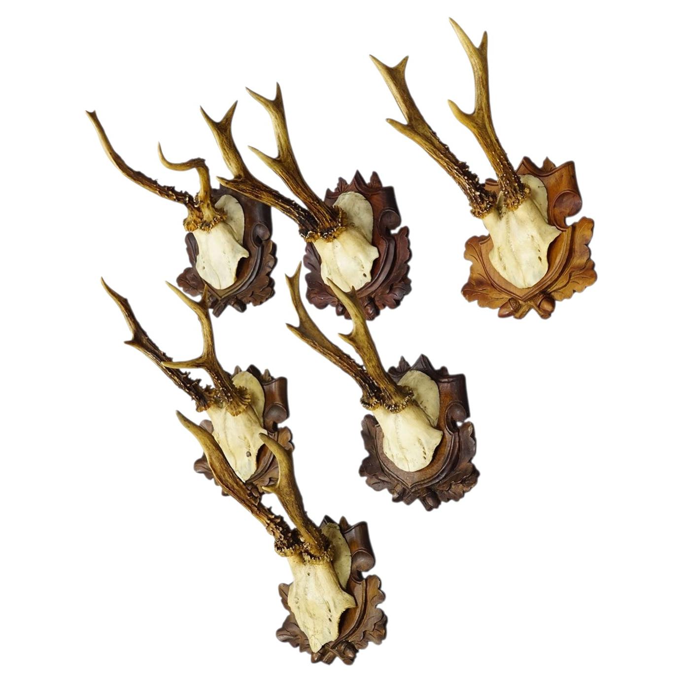 Set of Six Antique Roe Deer Trophies, Germany ca. 1890s / 1900s