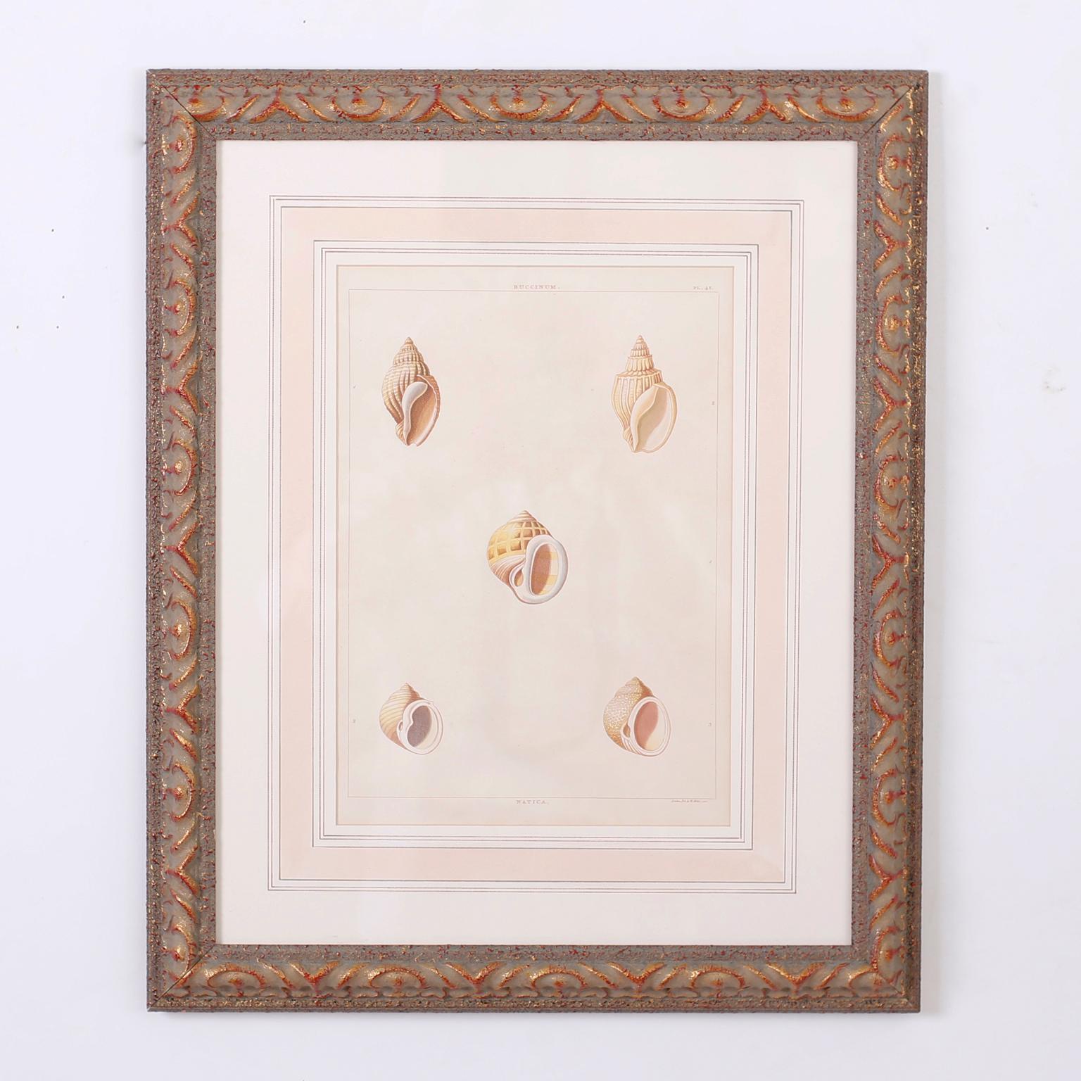 Set of Six Antique Seashell Prints In Good Condition In Palm Beach, FL