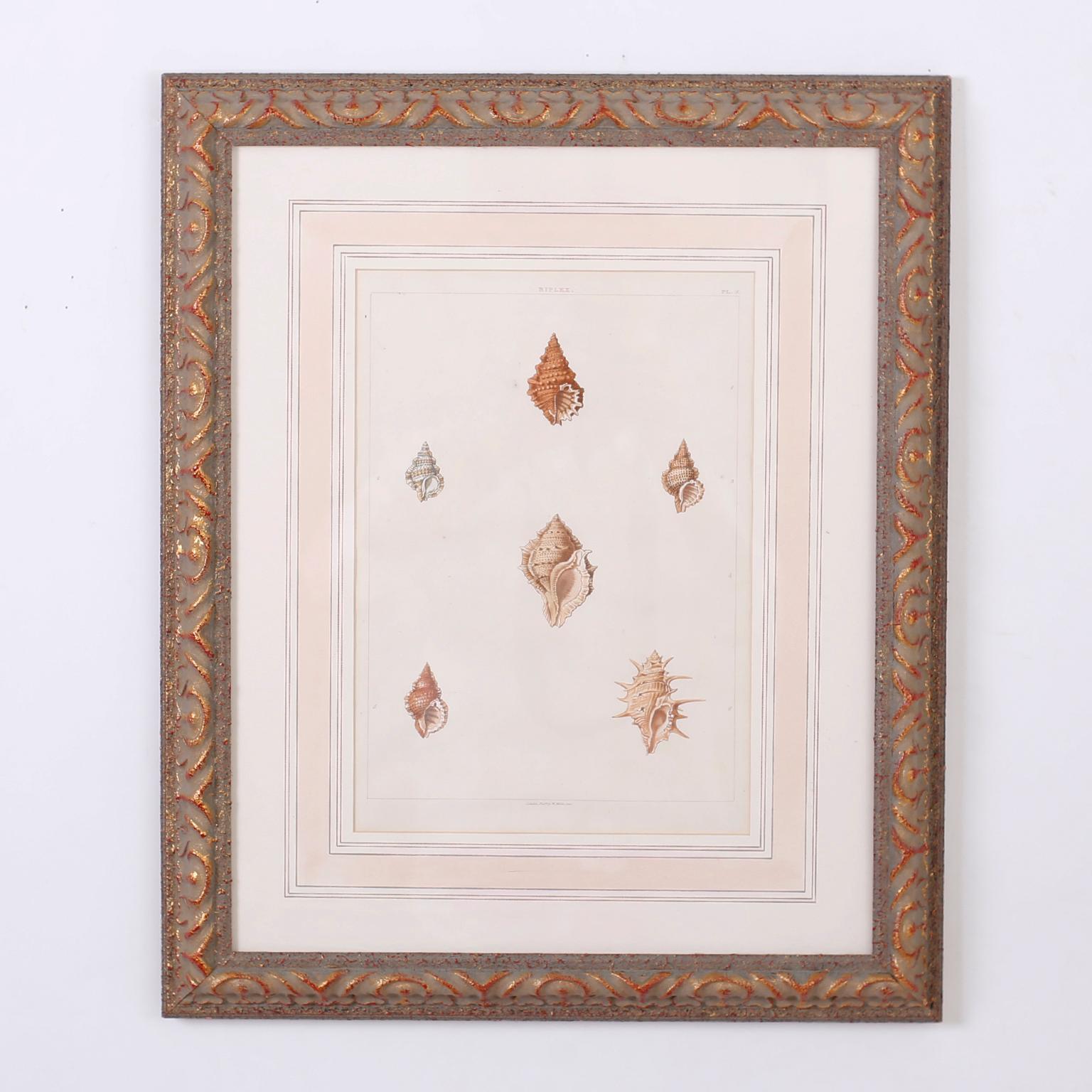 Giltwood Set of Six Antique Seashell Prints