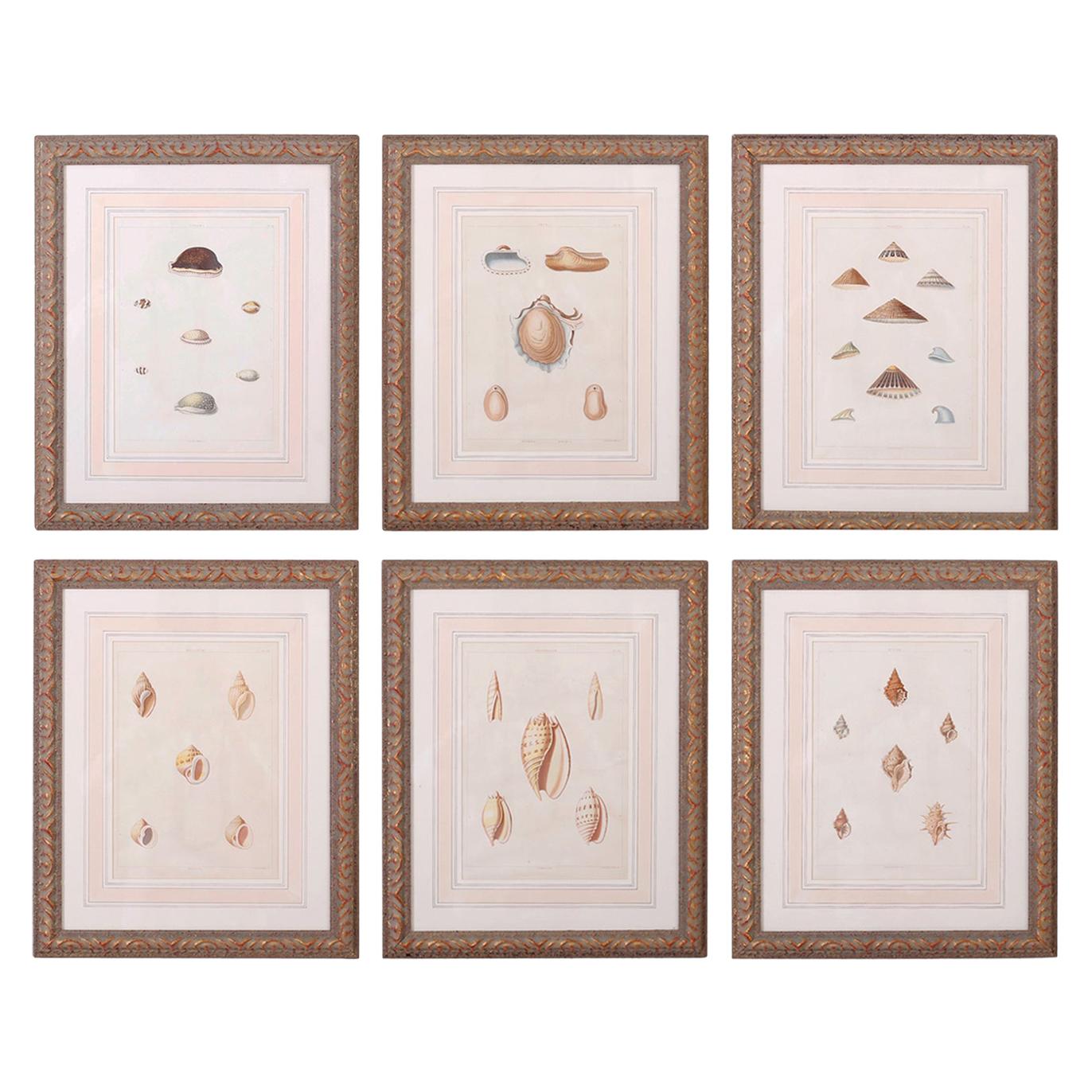 Set of Six Antique Seashell Prints