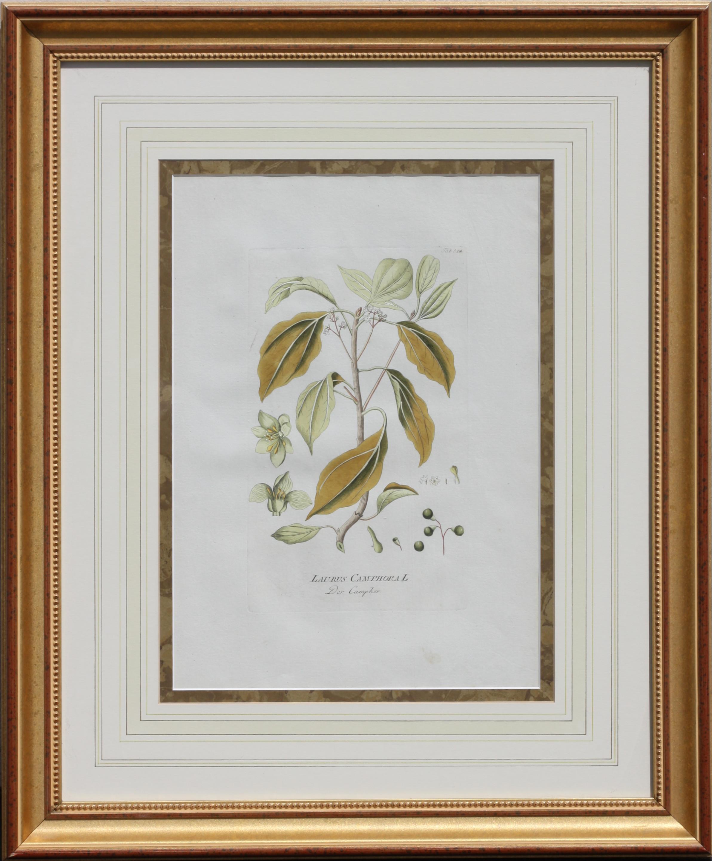 Set of Six Austrian Hand Colored Engravings Circa 1790 Plenk For Sale 2