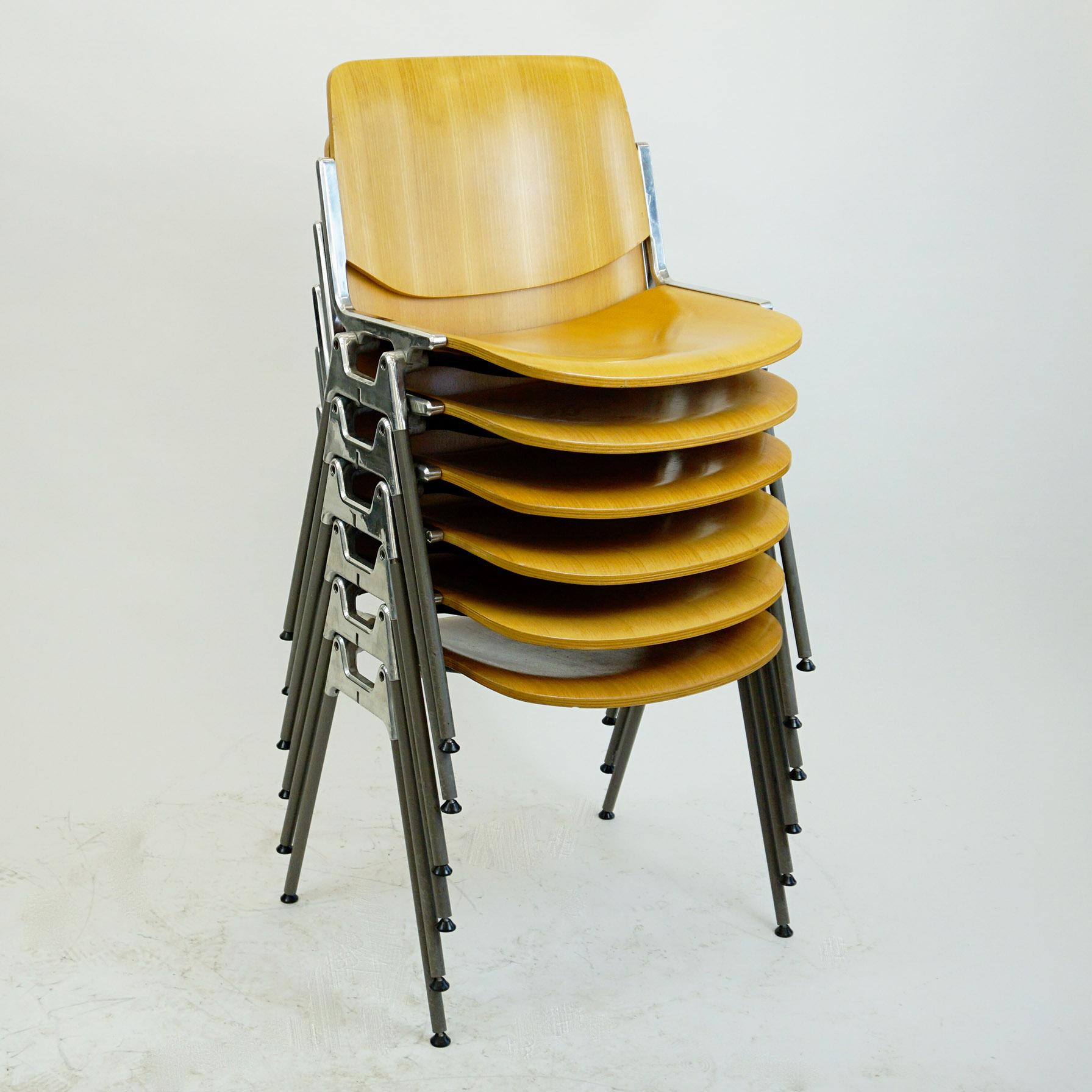 Set of six iconic DSC 106 stacking chairs, designed 1965 by Giancarlo Piretti for Castelli. This set features bright beechwood seats and backs and grey legs, they are in very nice condition with a few signs of wear due to their age. Perfect and