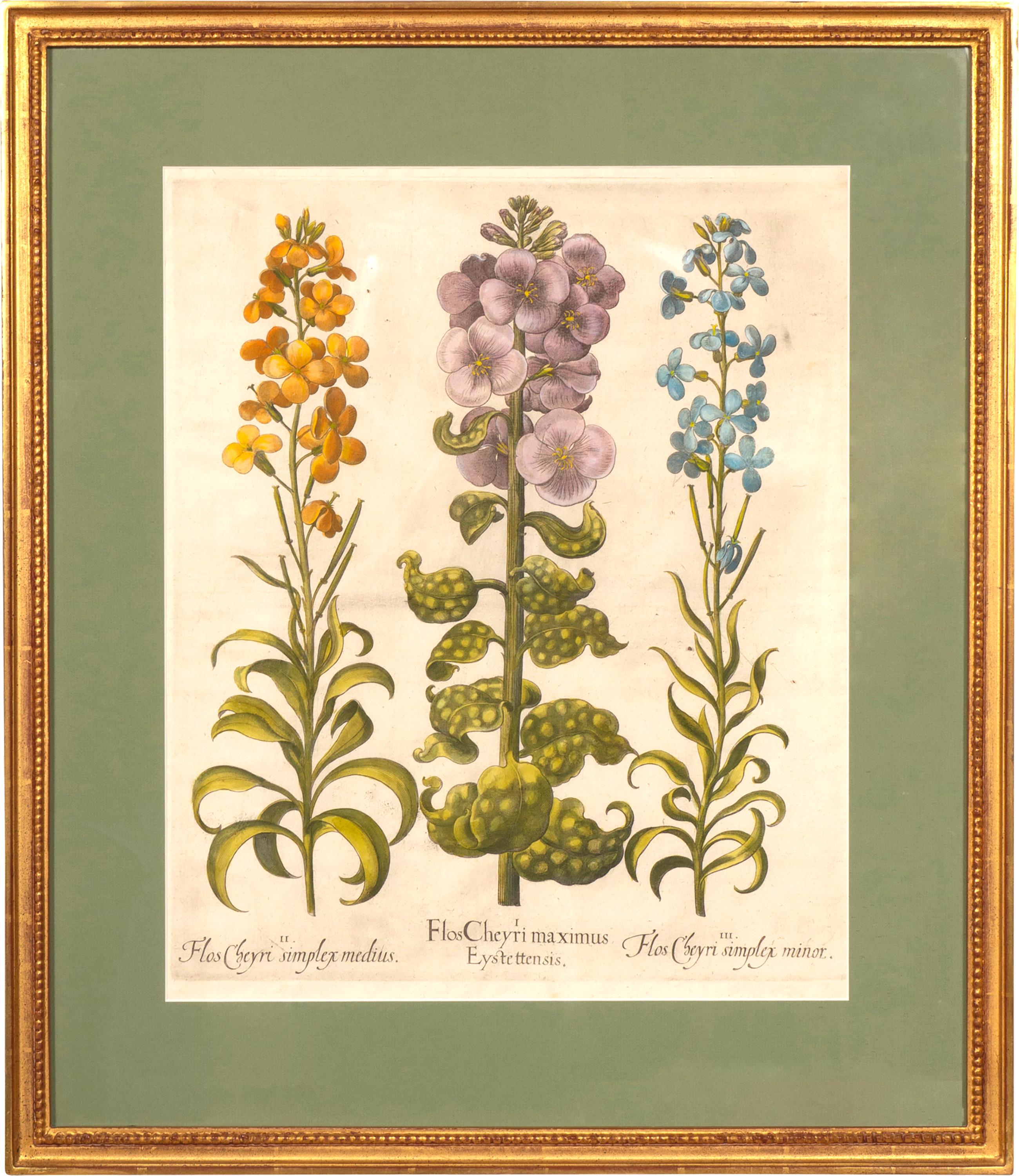 Set of Six Besler Framed Botanicals For Sale 3