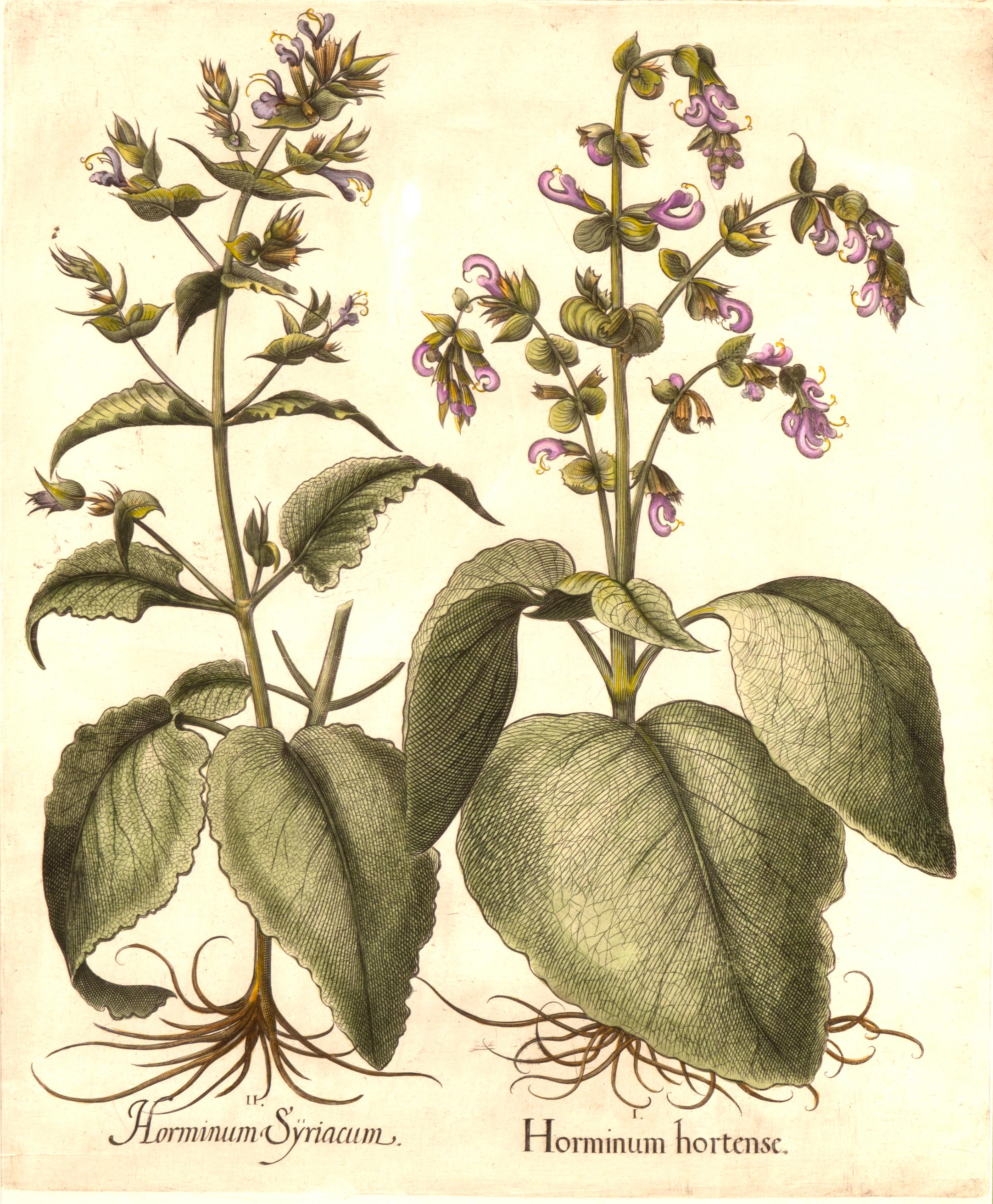 Set of Six Besler Framed Botanicals In Good Condition In Essex, MA