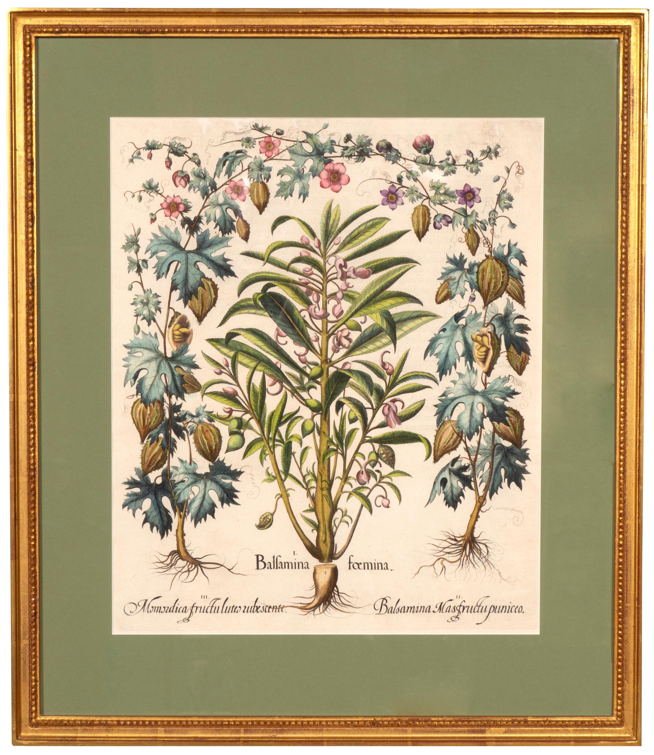 17th Century Set of Six Besler Framed Botanicals For Sale