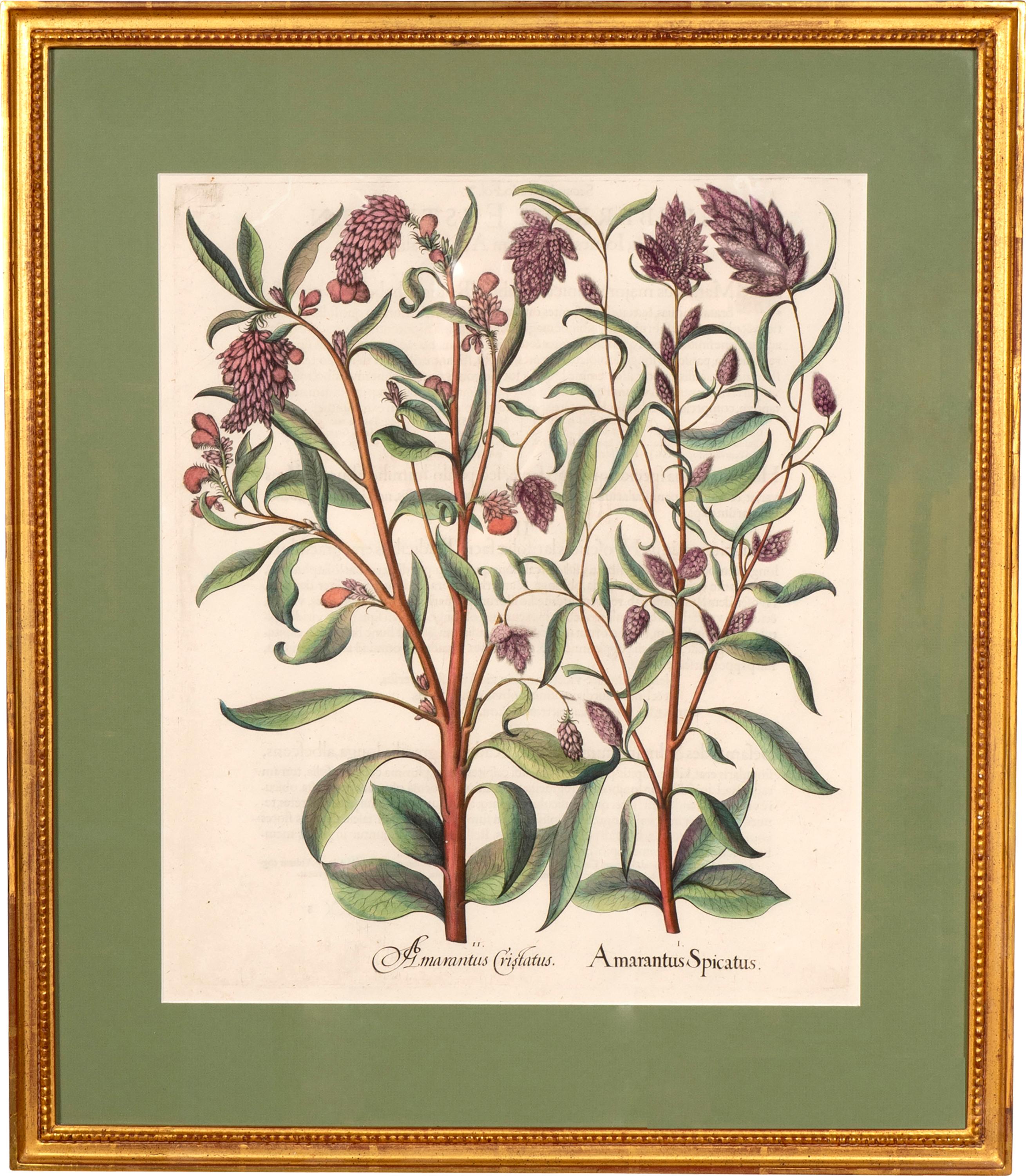 Set of Six Besler Framed Botanicals For Sale 1