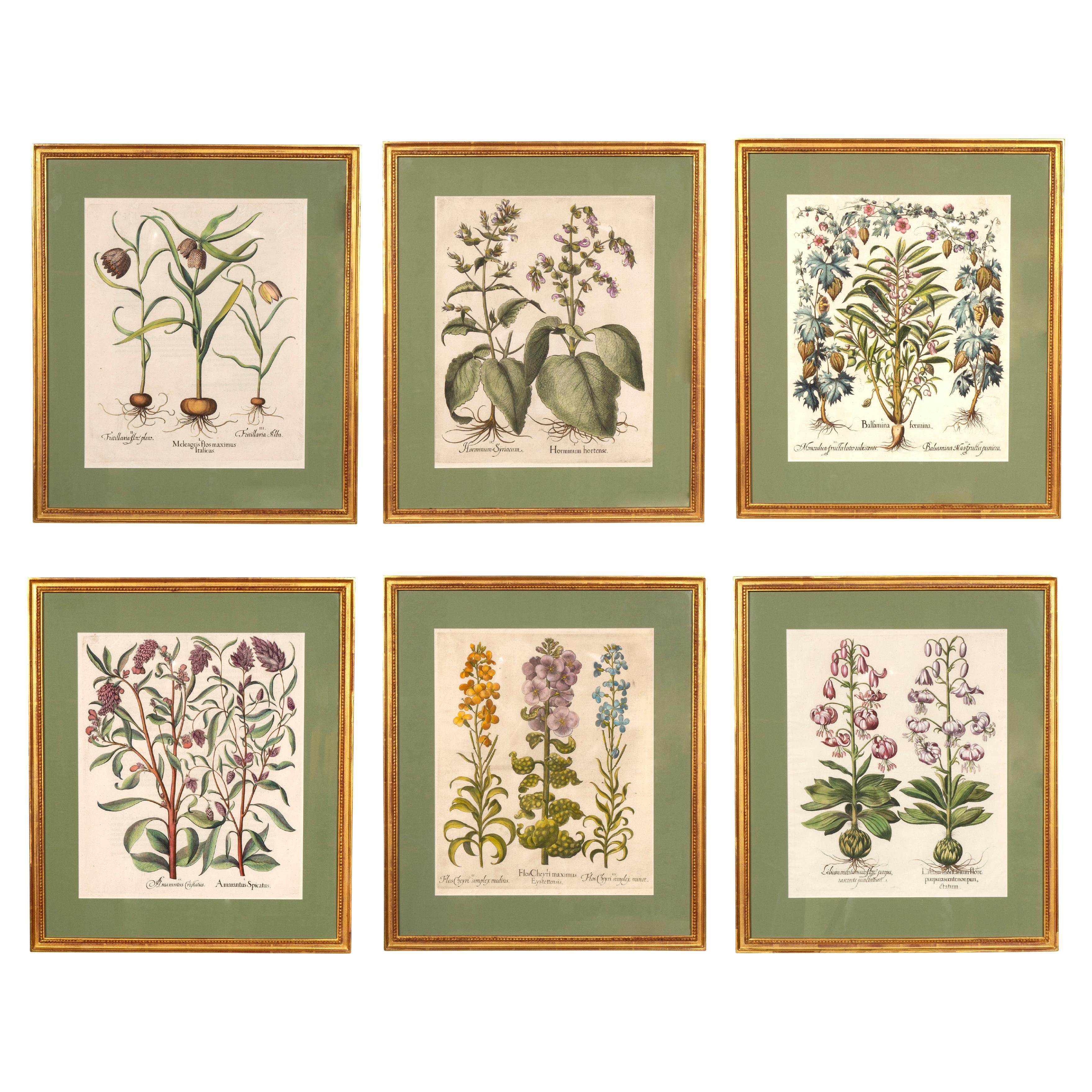 Set of Six Besler Framed Botanicals For Sale