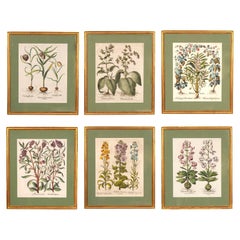 Antique Set of Six Besler Framed Botanicals