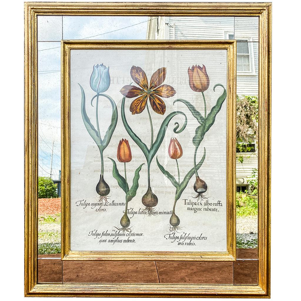 Set of Six Besler Hand Colored Botanicals in Mirrored Frames 6