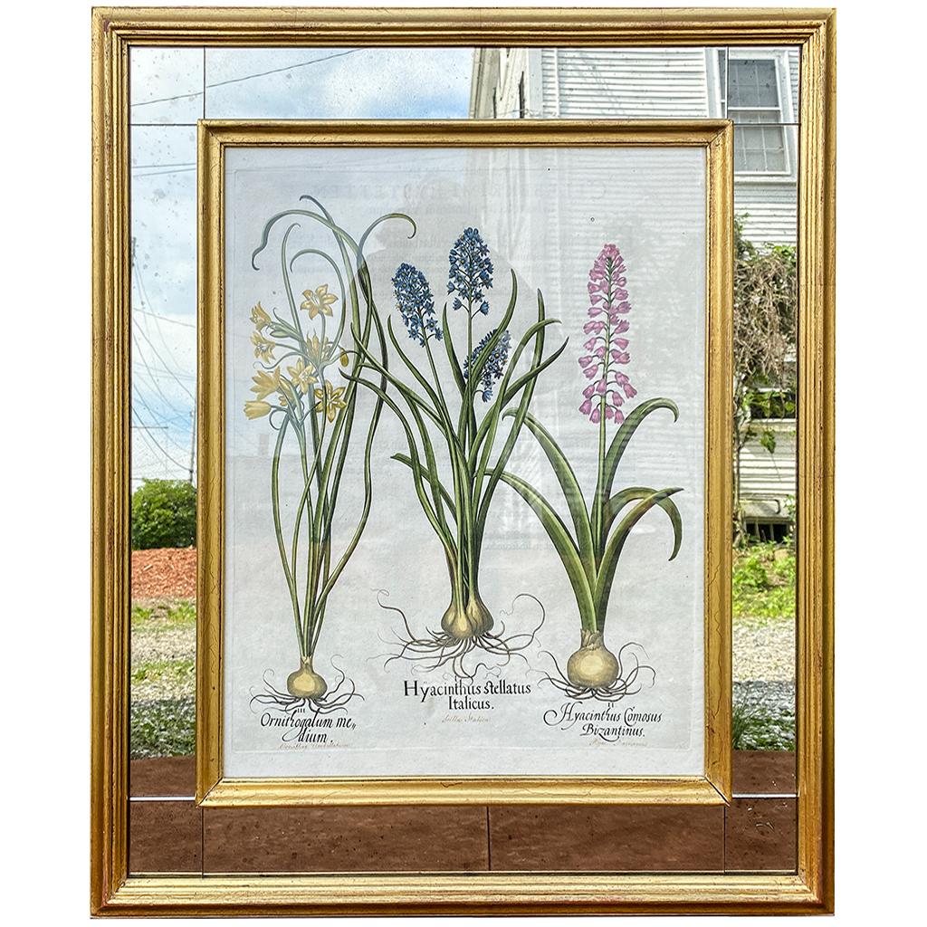 Set of Six Besler Hand Colored Botanicals in Mirrored Frames 7