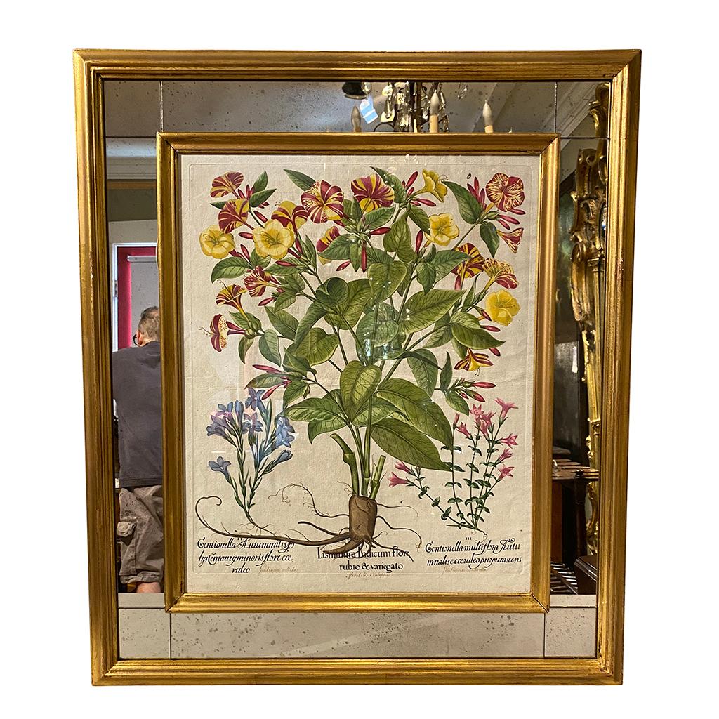 Various subjects including tulips in mirrored and gilt wood frames.