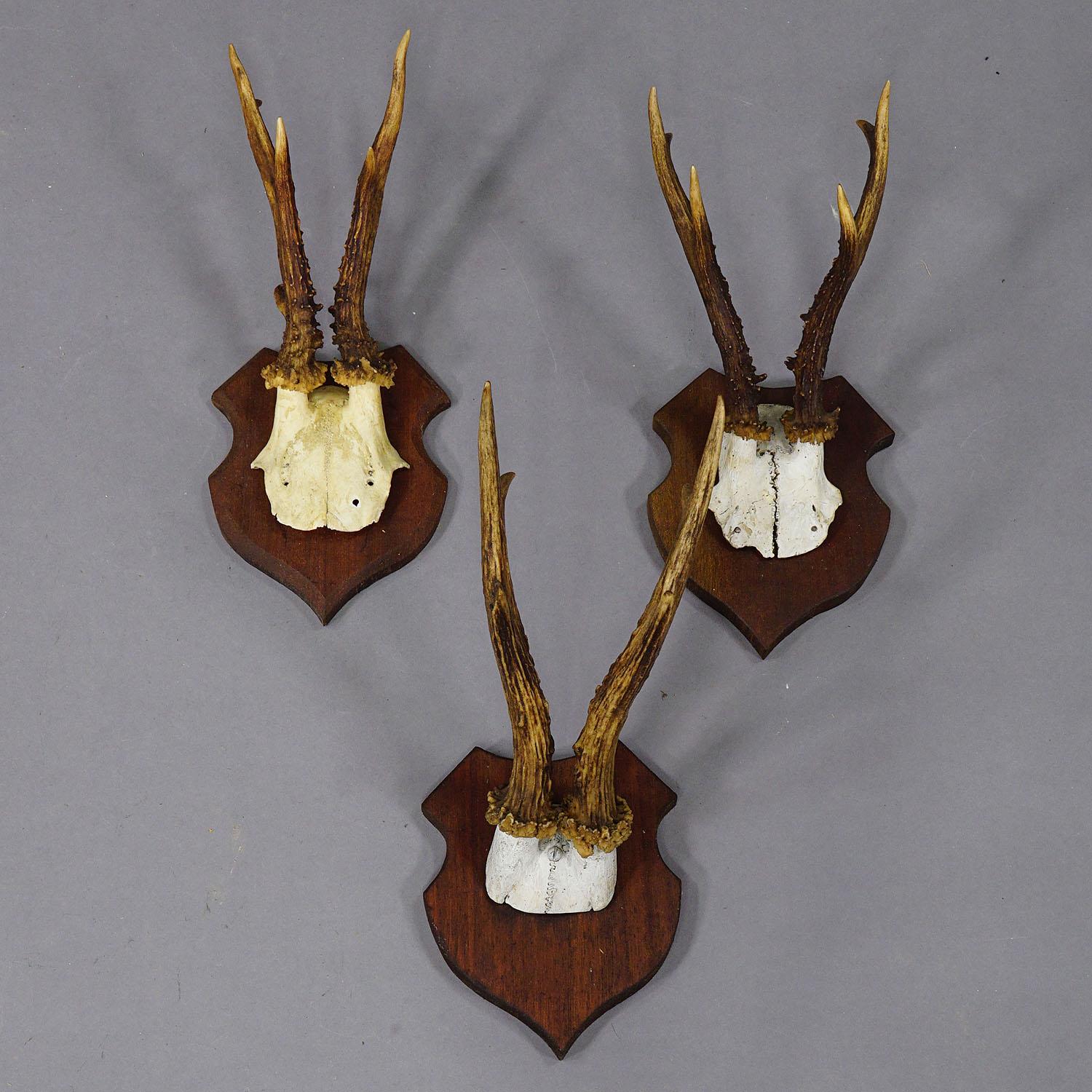 Satz von sechs Black Forest Rehtrophäen auf geschnitzten Plaketten - Deutschland ca. 1900s (Frühes 20. Jahrhundert) im Angebot