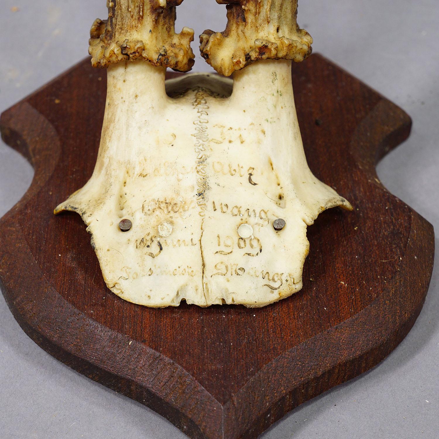 Satz von sechs Black Forest Rehtrophäen auf geschnitzten Plaketten - Deutschland ca. 1900s im Angebot 1
