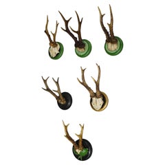 Vintage Set of Six Black Forest Roe Deer Trophies on Turned Plaques - Germany