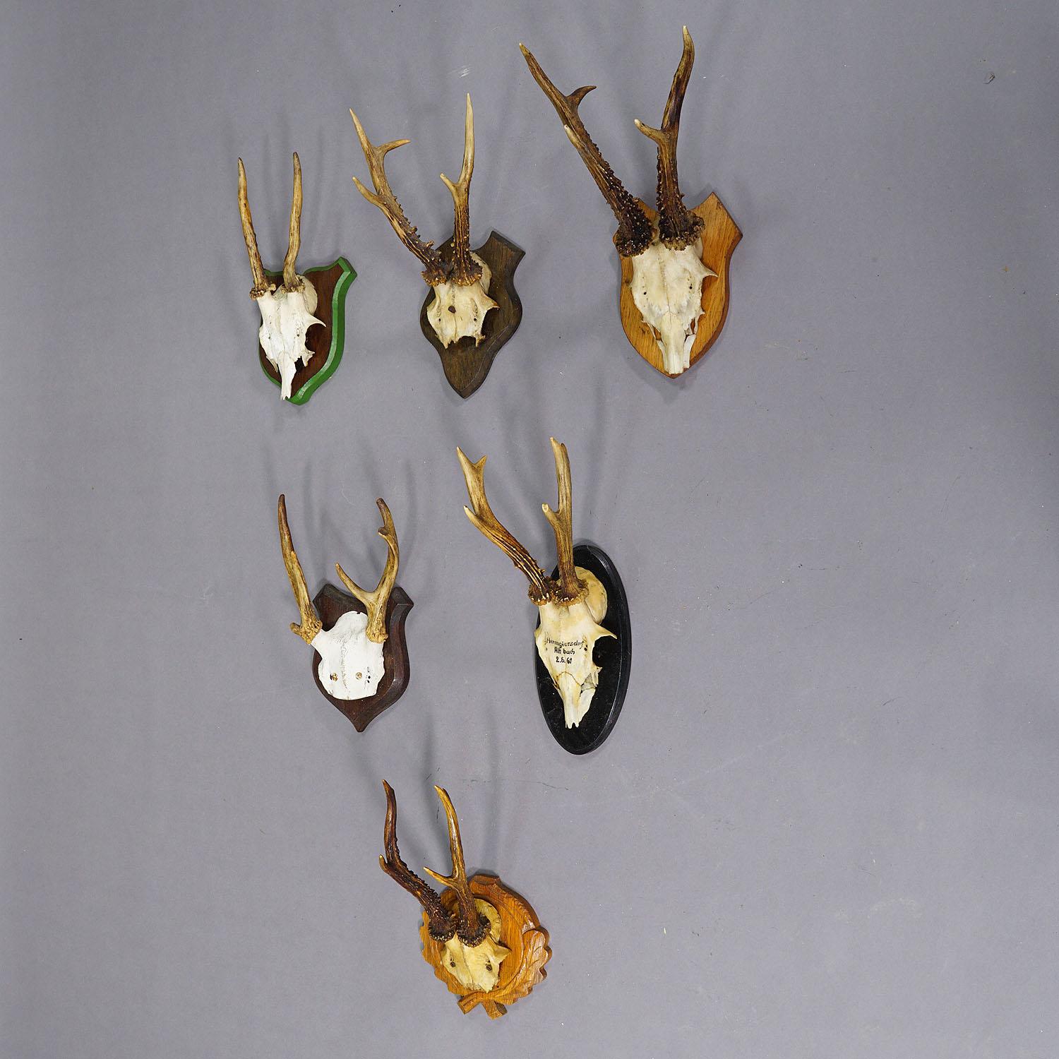 Satz von sechs Black Forest Rehtrophäen auf Holzplaketten - Deutschland

Ein Satz von sechs alten Trophäen von Rehen (Capreolus capreolus), montiert auf Holzplatten mit verschiedenen Stilen. Die Trophäen wurden von den 1930er bis zu den 1960er
