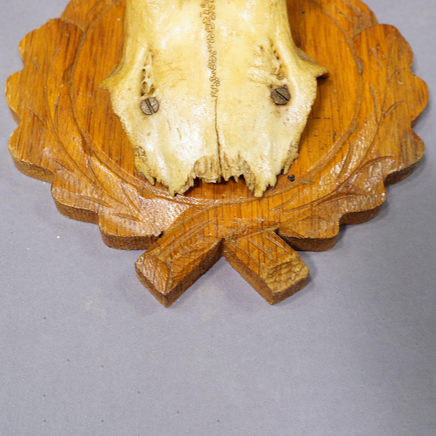 Satz von sechs Black Forest Rehtrophäen auf Holzplaketten - Deutschland (Geweih) im Angebot